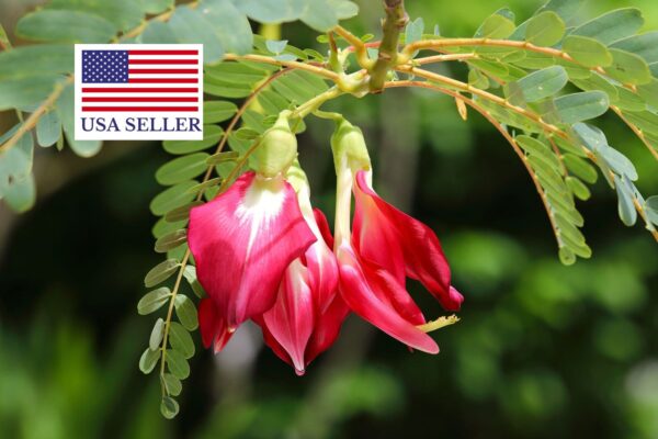 Sesbania grandiflora 'Red' - Scarlet Wisteria Tree - Image 2