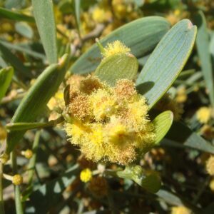 Simmondsia chinensis - Jojoba, Goat Nut, Deer Nut, Pignut, Wild Hazel, Quinine Nut, Coffeeberry