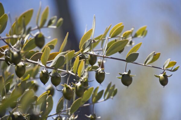 Simmondsia chinensis - Jojoba, Goat Nut, Deer Nut, Pignut, Wild Hazel, Quinine Nut, Coffeeberry - Image 4