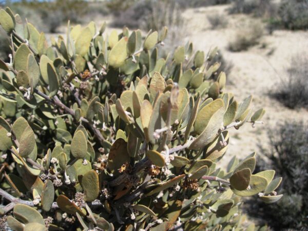 Simmondsia chinensis - Jojoba, Goat Nut, Deer Nut, Pignut, Wild Hazel, Quinine Nut, Coffeeberry - Image 5
