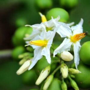 Solanum torvum - Turkey Berry, Devil's Fig, Pea Eggplant, Platebrush or Susumber