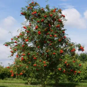 Sorbus aucuparia - Rowan Tree, Mountain Ash
