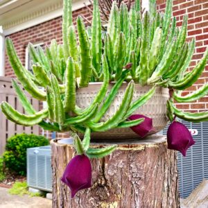 Stapelia leendertziae - Leendertz s Carrion Flower