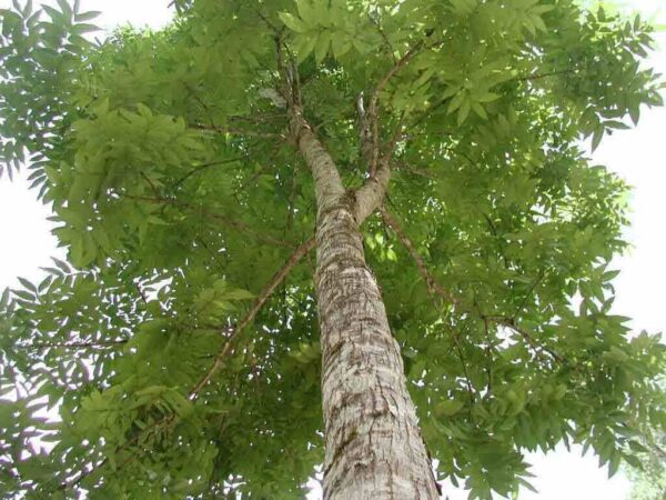 Swietenia macrophylla - Big Leaf Mahogany, Honduras Mahogany