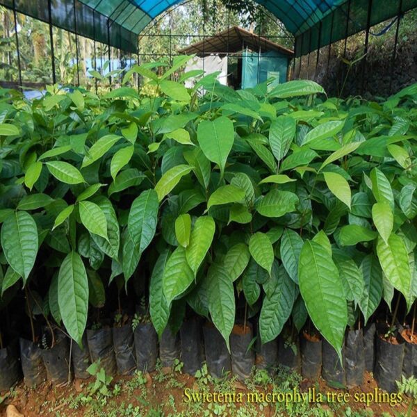 Swietenia macrophylla - Big Leaf Mahogany, Honduras Mahogany - Image 3