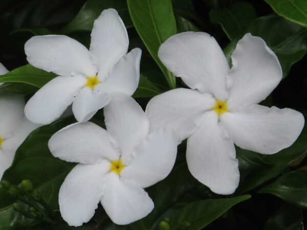 Tabernaemontana divaricata - Pinwheel Flower, Crape Jasmine, East India Rosebay, Nero's Crown - Image 2