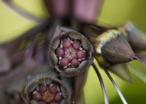 Tacca chantrieri / Schizocapsa breviscapa - Black Bat Flower, Black Orchid, Bat Flower - Image 6