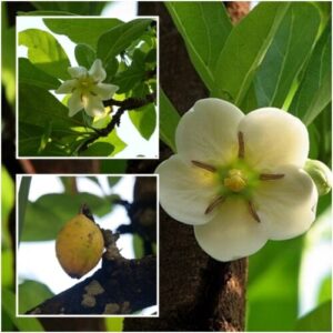 Tamilnadia uliginosa - Divine Jasmine