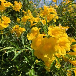 Tecoma stans / Stenolobium stans / Bignonia frutescens / Gelseminum stans - Yellow Trumpetbush, Yellow Bells, Yellow Trumpet Flower, Yellow Elder, Ginger-Thomas