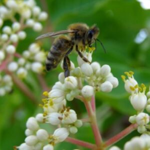 Tetradium daniellii - Bee Tree, Euodia Hupehensis