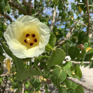 Thespesia populnea / Hibiscus populneus / Thespesia macrophylla - Portia Tree, Pacific Rosewood, Indian Tulip Tree, Milo
