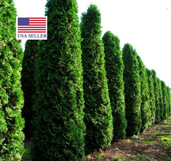Thuja occidentalis - Swamp Cedar, Northern White-Cedar, Eastern White-Cedar, American Arborvitae, Eastern Arborvitae - Image 8