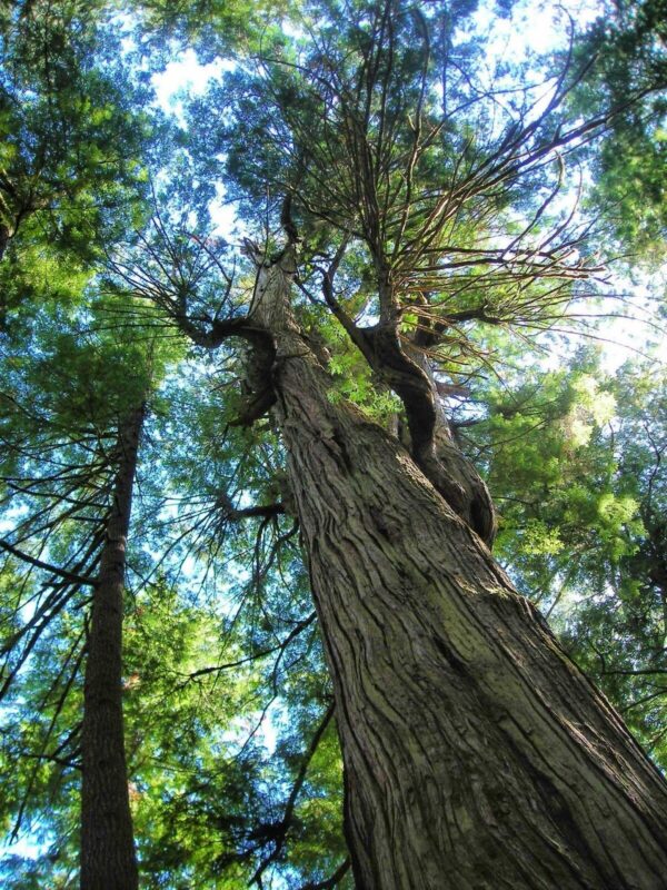 Thuja plicata - Western Red Cedar