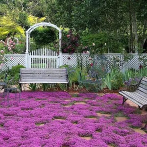Thymus praecox - Thyme mother, creeping thyme, hairy thyme
