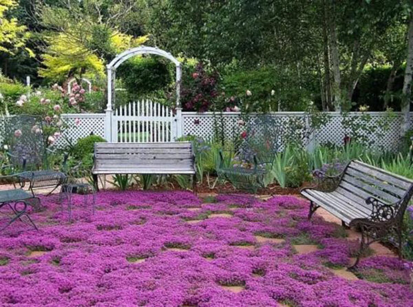 Thymus praecox - Thyme mother, creeping thyme, hairy thyme