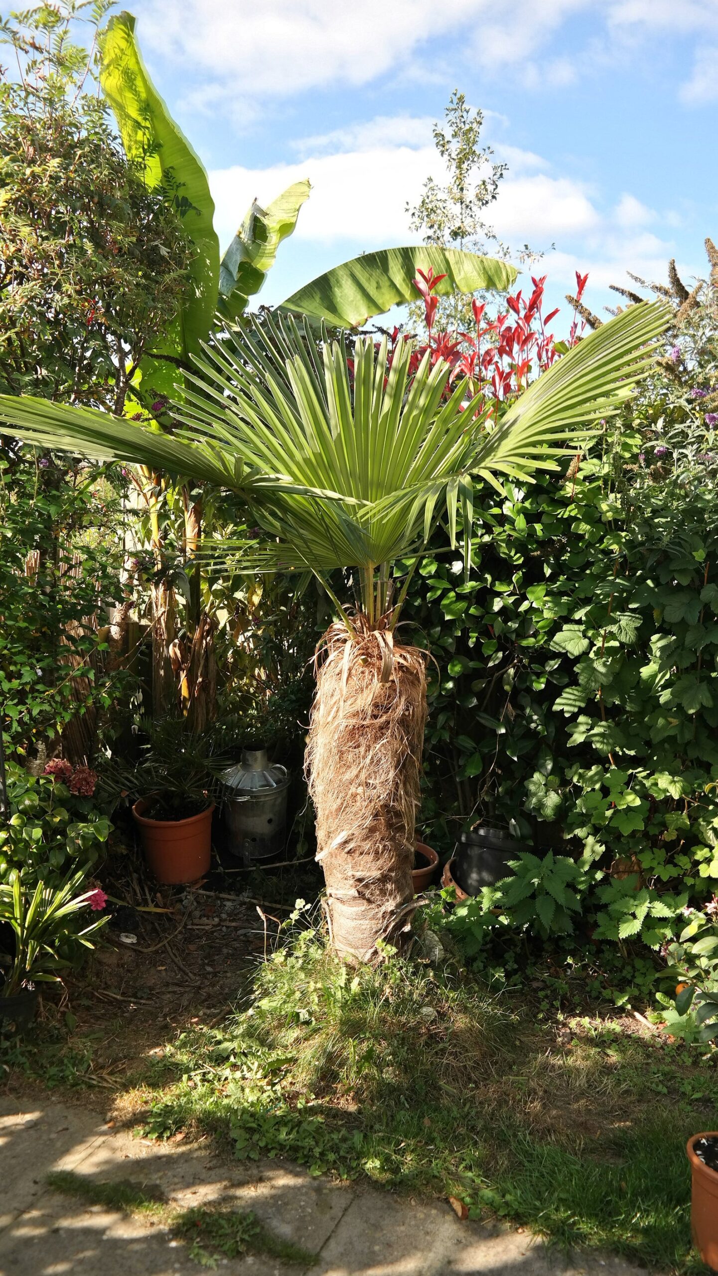 Trachycarpus fortunei Naini Tal Chusan Palm Quinta dos Ouriques