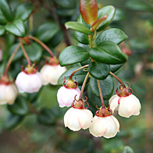 Ugni molinae - Murta, Murtilla, Chilean Guava, Strawberry Myrtle, Ugniberry, Tazziberry, Chilean Cranberry, Goiaba Chilena