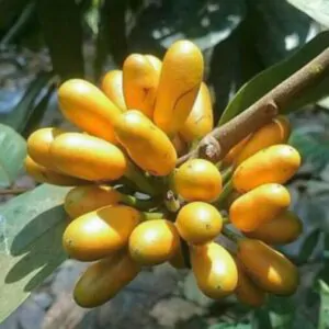 Uvaria littoralis - Uvaria Cordata, Uvaria Macrophylla