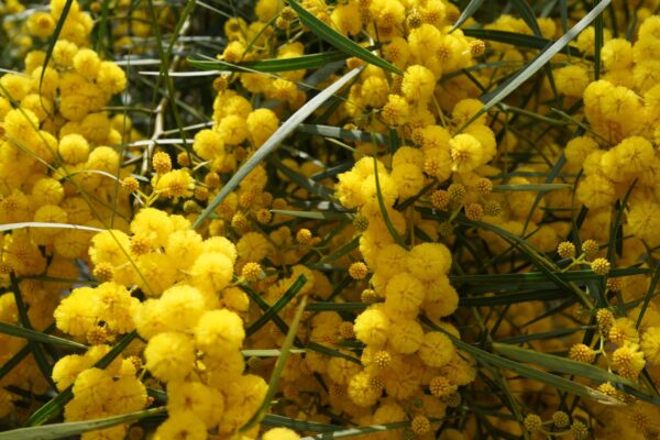 Vachellia nilotica / Acacia nilotica - Gum Arabic Tree, Babul, Thorn Mimosa, Egyptian acacia or Thorny acacia