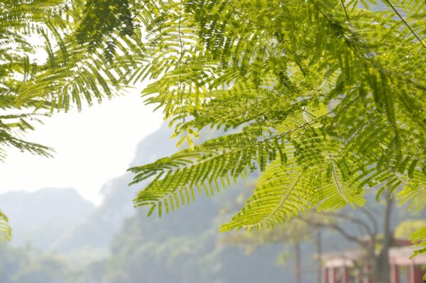 Vachellia nilotica / Acacia nilotica - Gum Arabic Tree, Babul, Thorn Mimosa, Egyptian acacia or Thorny acacia - Image 5