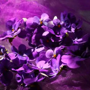 Viola odorata - Wood Violet, Sweet Violet, The Czar, English Violet, Common Violet, Florist'S Violet, Garden Violet