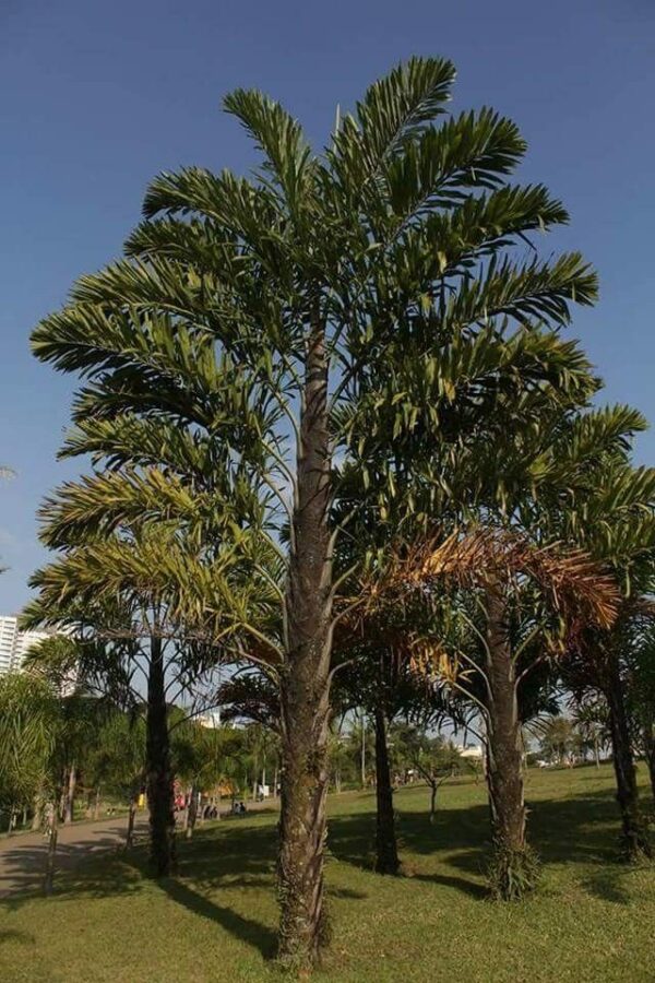 Wallichia disticha - Distichous Fishtail Palm