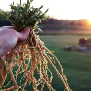 Withania somnifera - Ashwagandha, Indian Ginseng, Winter Cherry