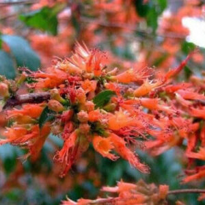 Woodfordia fruticosa - Fire flames, woodfordia, dhataki plant