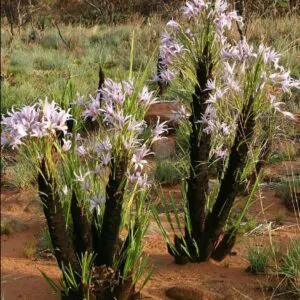 Xerophyta retinervis - Black lily, black desert lily