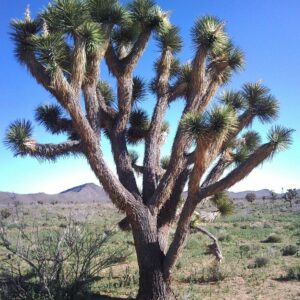 Yucca brevifolia - Hardy Joshua Tree Yucca