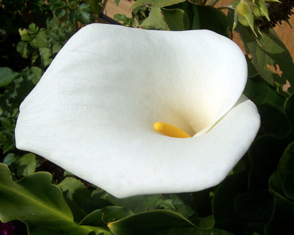 Zantedeschia aethiopica - Lily of the Nile - Image 2