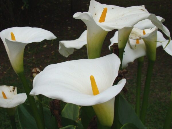 Zantedeschia aethiopica - Lily of the Nile - Image 4