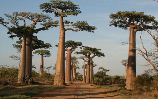Adansonia grandidieri - Grandidiers Baobab