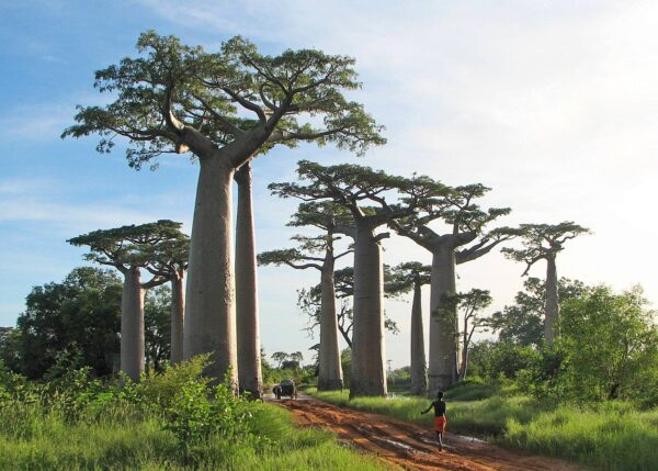 Adansonia grandidieri - Grandidiers Baobab - Image 3