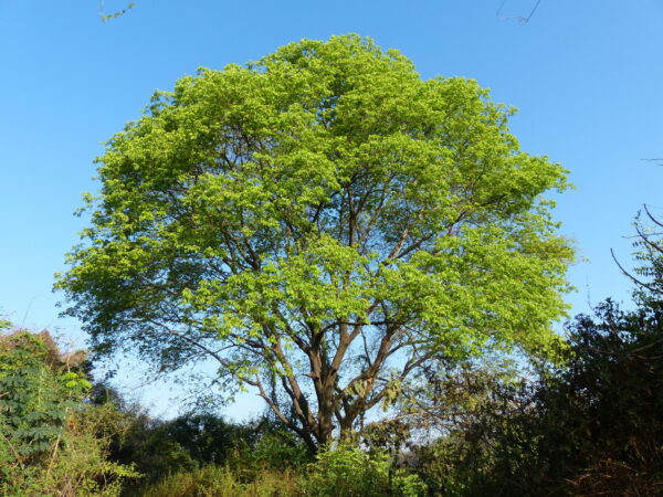 Albizia lebbeck - Sirisa, Siris, Lebbeck, Lebbek Tree, Flea Tree, Frywood, Koko, Woman'S Tongue Tree