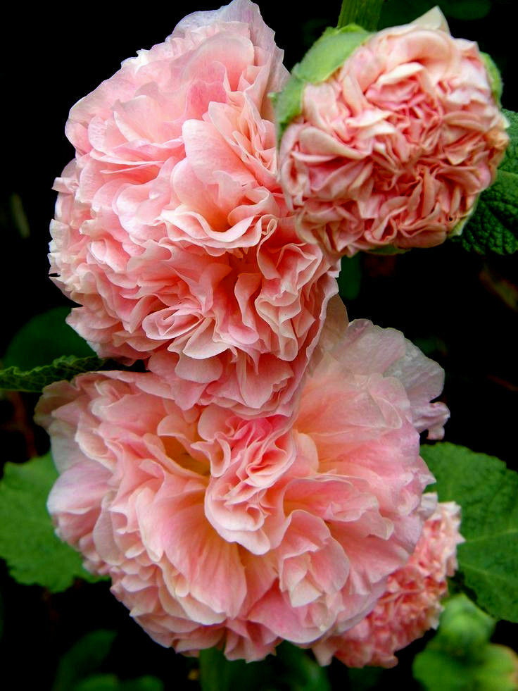 Alcea rosea 'Chater's Double Group Salmon Pink' - Hollyhock, Alcea, Atléia,  Royal Malva, Malvaisco - Quinta dos Ouriques