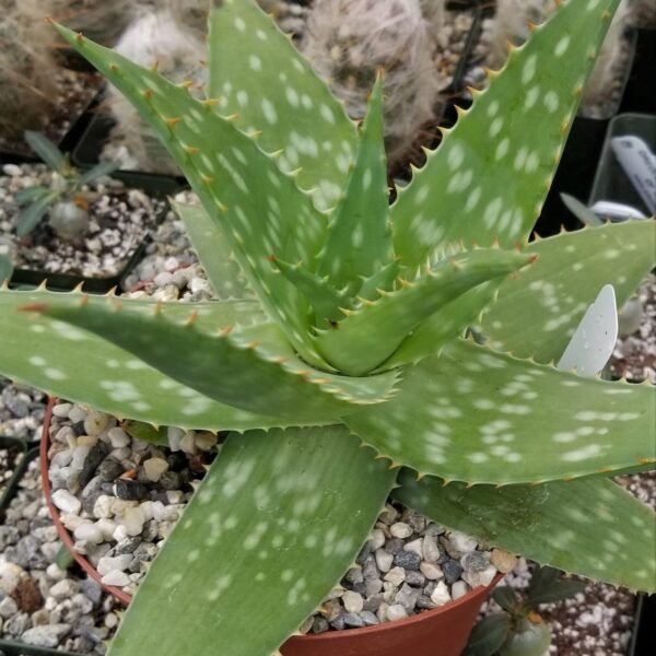 Aloe maculata 'Robusta' - Soap Aloe - Image 5