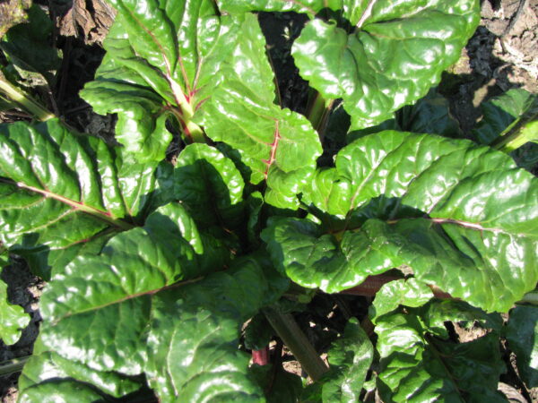 Beta vulgaris subsp. vulgaris 'Conditiva' - Beetroot, Beets, Table Beet, Garden Beet, Red Beet, Dinner Beet, Golden Beet - Image 11