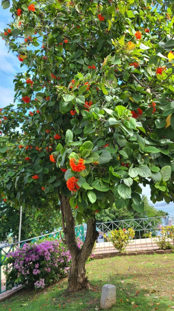 Cordia sebestena - Aloe Wood, Anacahuita, Anaconda, Anaconoa, Avellana, Avellano Criollo, Bois rape, Caramboli, Coquelicot, Geiger Tree, Large-leaf Geigertree, Scharlachkordie, Sebesteira-Verdadeira, Sebestenenbaum - Image 5