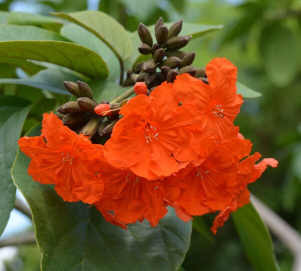 Cordia sebestena - Aloe Wood, Anacahuita, Anaconda, Anaconoa, Avellana, Avellano Criollo, Bois rape, Caramboli, Coquelicot, Geiger Tree, Large-leaf Geigertree, Scharlachkordie, Sebesteira-Verdadeira, Sebestenenbaum - Image 7