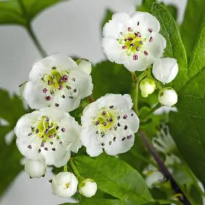Crataegus monogyna - English Hawthorn, Hawthorn, one-seed hawthorn,  single-seeded hawthorn