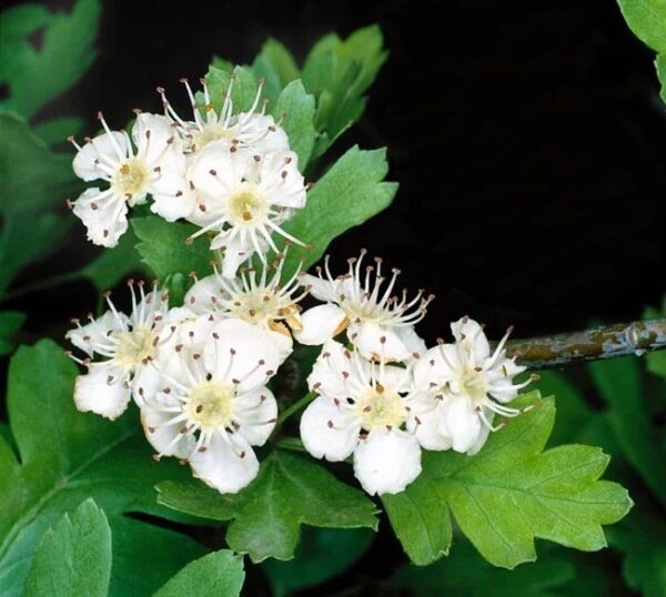 Crataegus monogyna - English Hawthorn, Hawthorn, one-seed hawthorn,  single-seeded hawthorn - Image 2