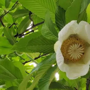 Dillenia indica - Elephant Apple, Chalta, Chulta, Dillenia, Fruta-Estrela, Hondapara, Indischer Rosenapfel, Karambel, Ukesla indyjska