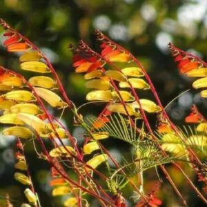 Ipomoea lobata 'Exotic Love' - Ipomoea flag of spain, ipomoea exotic love, ipomoea flower of passion