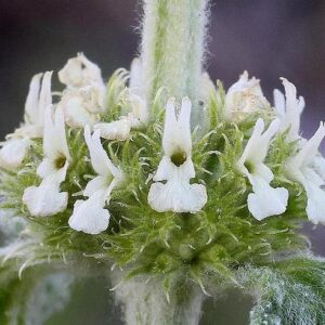 Marrubium vulgare - Marrow, white marrow, white leaf mint, maranhão, incense, horehound mint