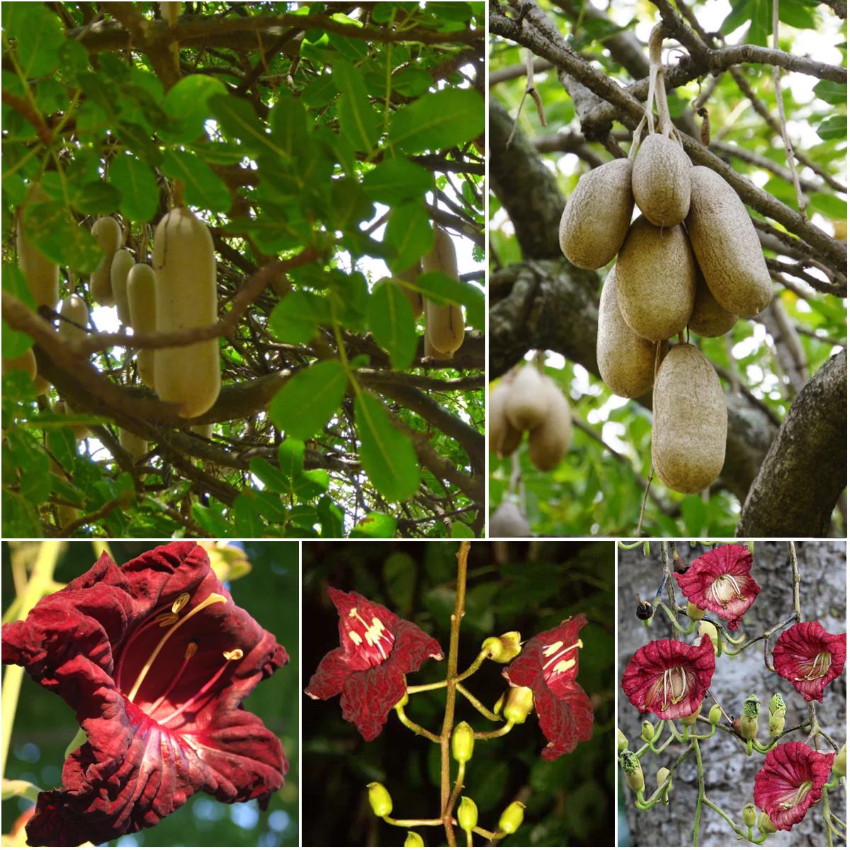 Graines de Kigelia africana - Arbre à saucisses - Boutique Végétale