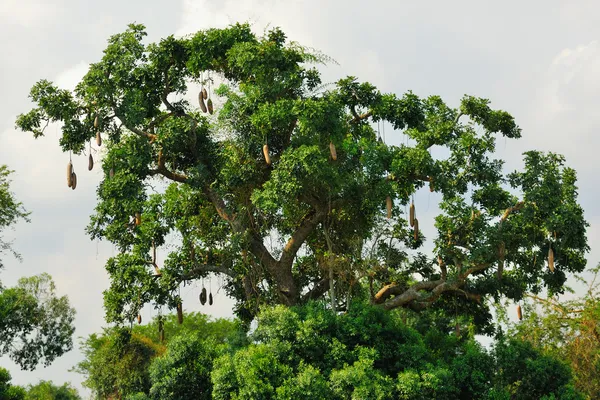 Image Arbre à saucisses (Kigelia africana syn. Kigelia pinnata) - 388044 -  Images de plantes et de jardins - botanikfoto