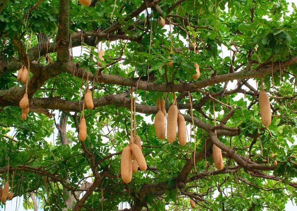 Image Arbre à saucisses (Kigelia africana syn. Kigelia pinnata) - 388044 -  Images de plantes et de jardins - botanikfoto