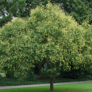 Koelreuteria paniculata - Goldenrain Tree, Pride of India