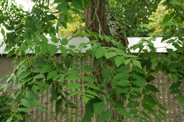 Koelreuteria paniculata - Goldenrain Tree, Pride of India - Image 4